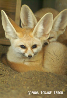 Fennec, Inokashira Zoo