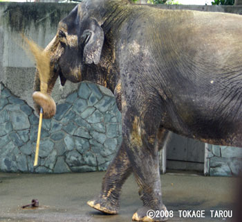 Hanako the Asian Elephant, Inokashira Zoo