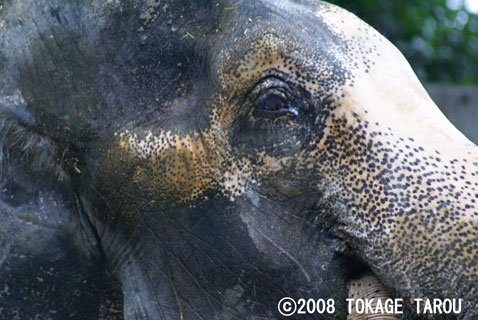Hanako the Asian Elephant, Inokashira Zoo