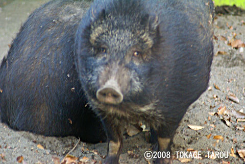 Ryukyu Wild Boar, Inokashira Zoo