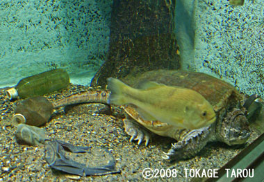 Snapping Turtle, Inokashira Zoo