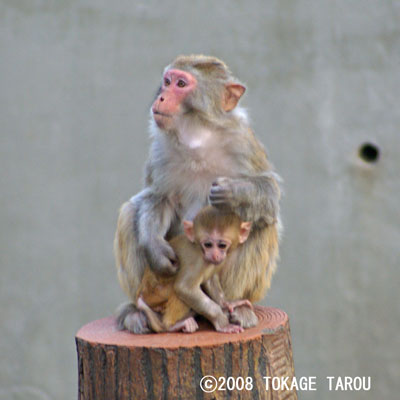 The Rhesus Macaque, Inokashira Zoo