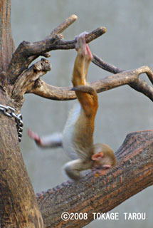 The Rhesus Macaque, Inokashira Zoo