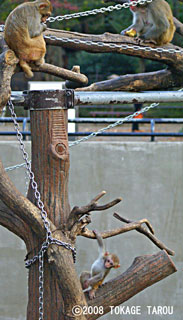 The Rhesus Macaque, Inokashira Zoo