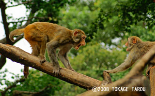 The Rhesus Macaque, Inokashira Zoo