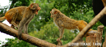 The Rhesus Macaque, Inokashira Zoo