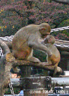 The Rhesus Macaque, Inokashira Zoo