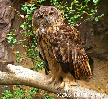 Eurasian Eagle Owl, Inokashira Zoo