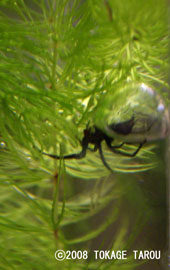 Water Spider, Inokashira Zoo