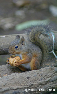 Japanese Squirrel, Inokashira Zoo