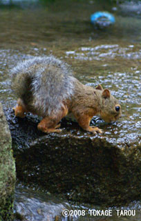 Japanese Squirrel, Inokashira Zoo