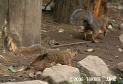 Japanese Squirrel, Inokashira Zoo