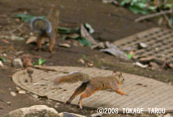 Japanese Squirrel, Inokashira Zoo