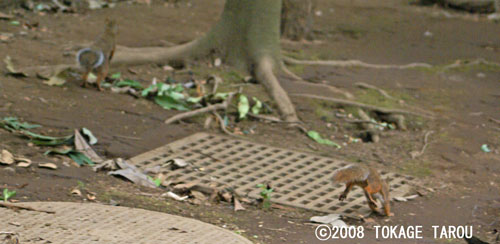 Japanese Squirrel, Inokashira Zoo