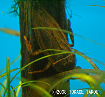 Giant Water Bug, Inokashira Zoo