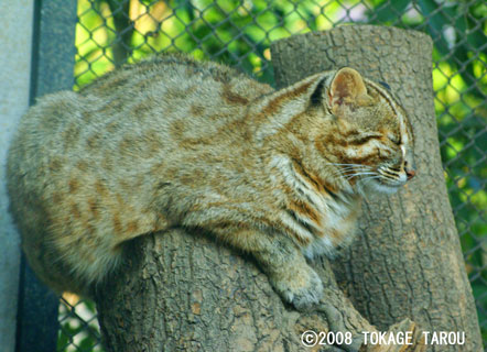 Tsushima Cat, Inokashira Zoo