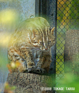 Tsushima Cat, Inokashira Zoo