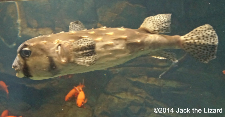 Osaka Aquaarium Kaiyukan, Gulf of Panama