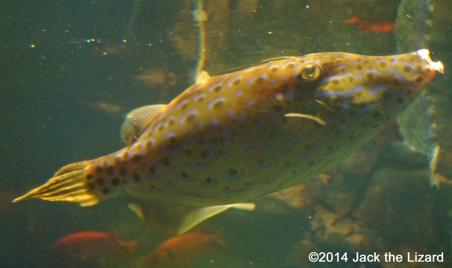 Osaka Aquaarium Kaiyukan, Gulf of Panama