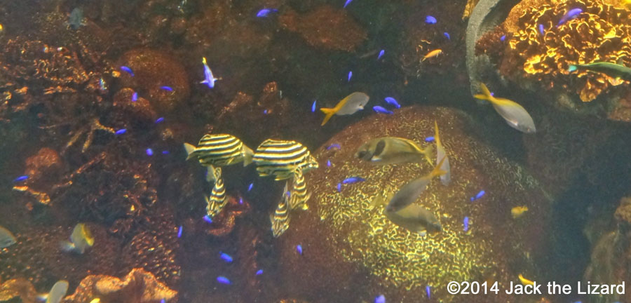 Osaka Aquaarium Kaiyukan, Great Barrier Reef