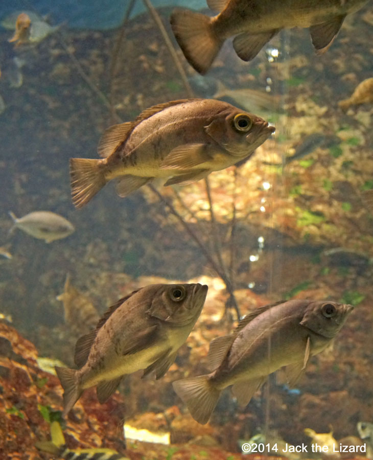 Osaka Aquaarium Kaiyukan, Seto Inland Sea