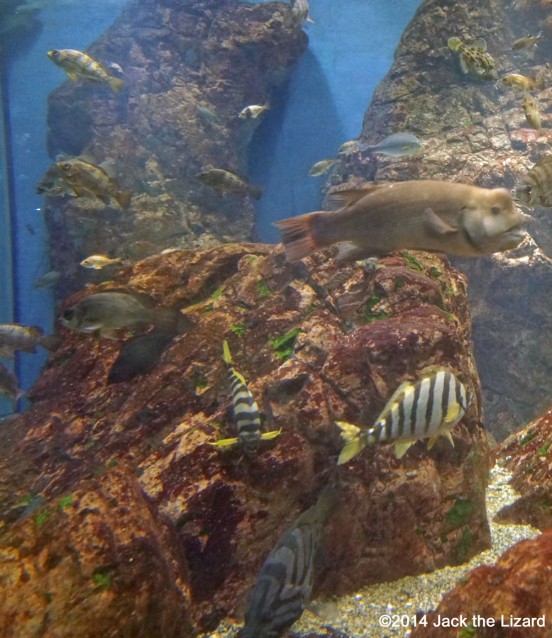 Osaka Aquaarium Kaiyukan, Seto Inland Sea