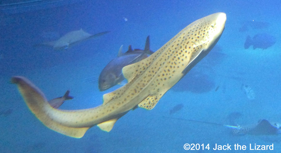 Osaka Aquaarium Kaiyukan, Pacific Ocean