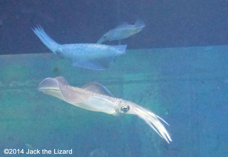 Osaka Aquaarium Kaiyukan, The Bigfin Reef Squid