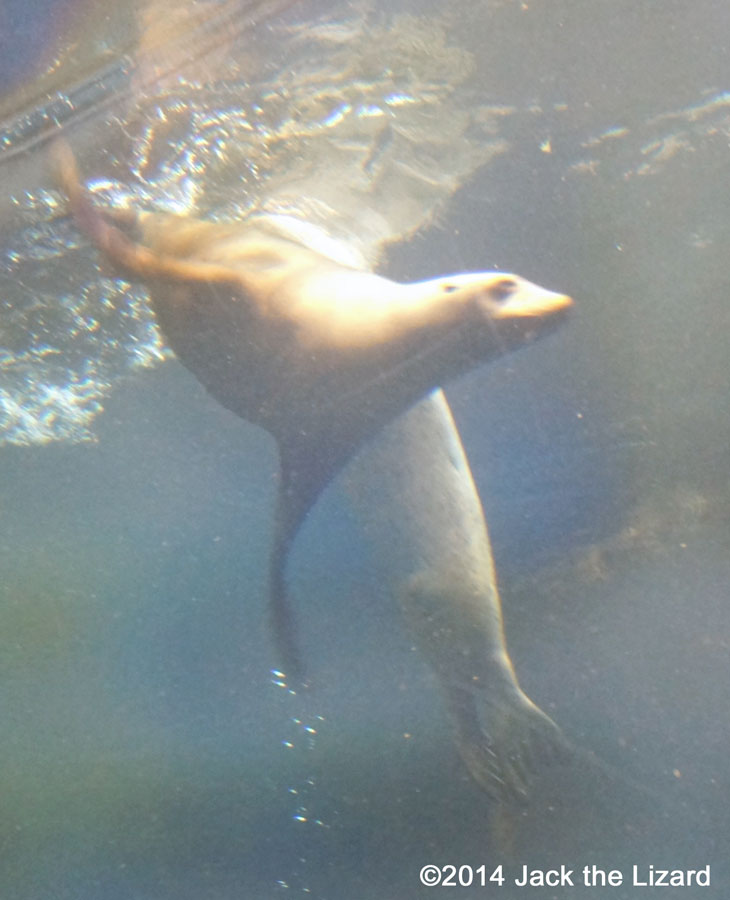 Osaka Aquaarium Kaiyukan, Monterey Bay