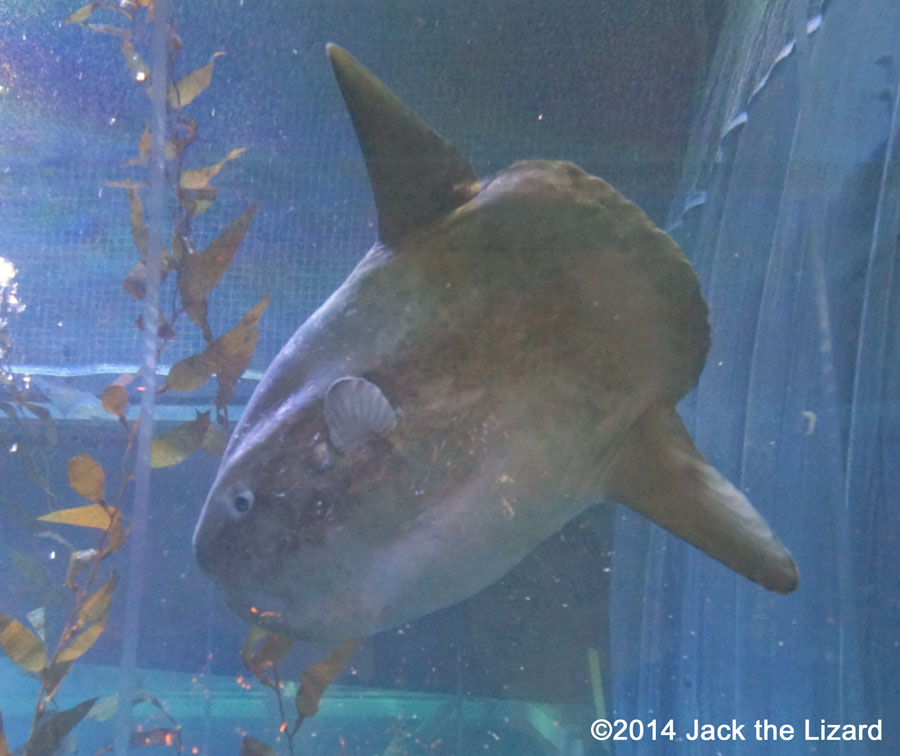 Osaka Aquaarium Kaiyukan, Sunfish