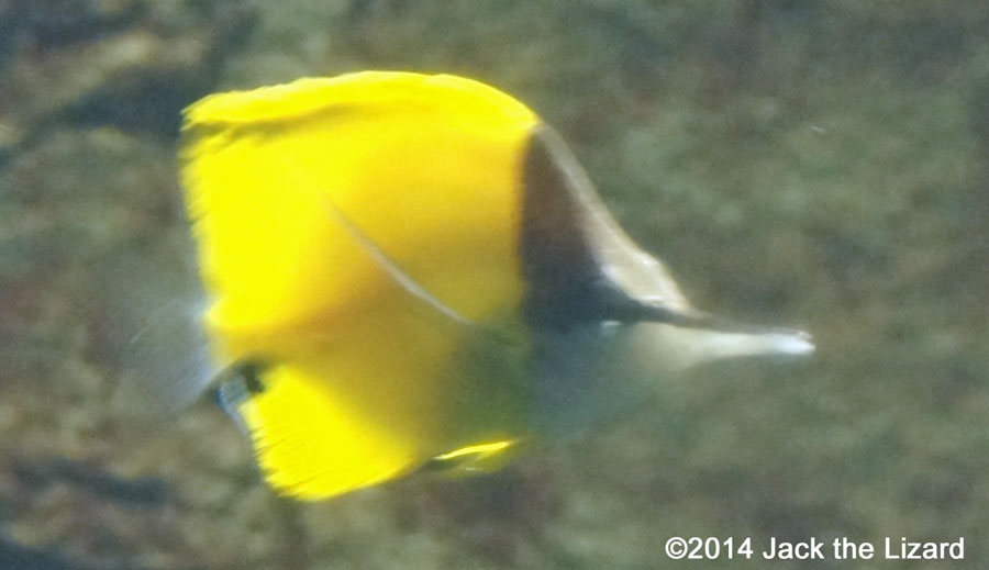 Osaka Aquaarium Kaiyukan, Gulf of Panama