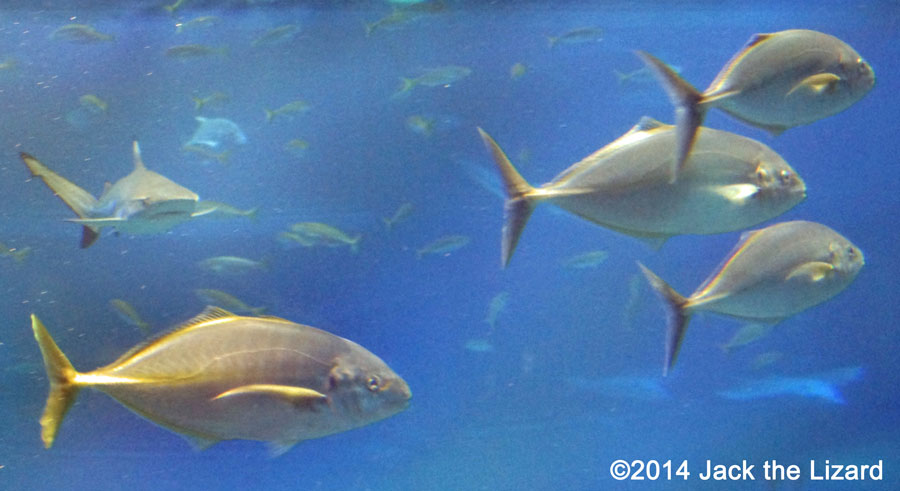 Osaka Aquaarium Kaiyukan, Pacific Ocean