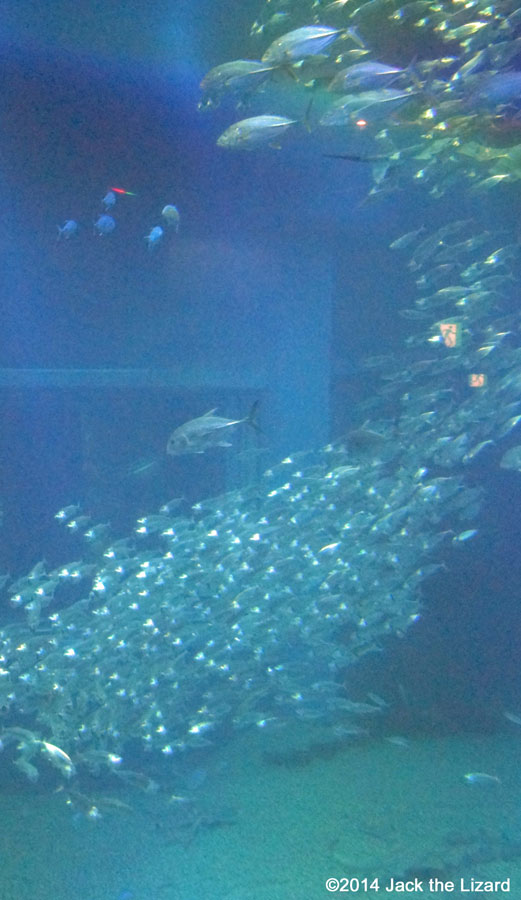 Osaka Aquaarium Kaiyukan, Pacific Ocean