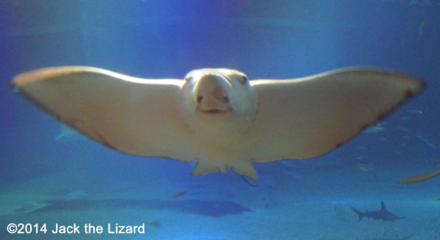 Osaka Aquaarium Kaiyukan, Pacific Ocean