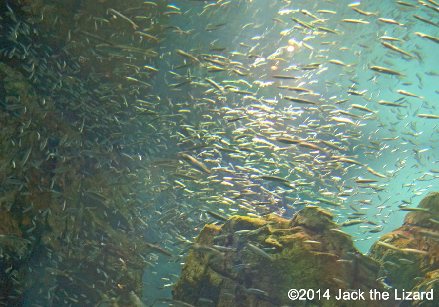 Osaka Aquaarium Kaiyukan, Sardines, Coast of Chile