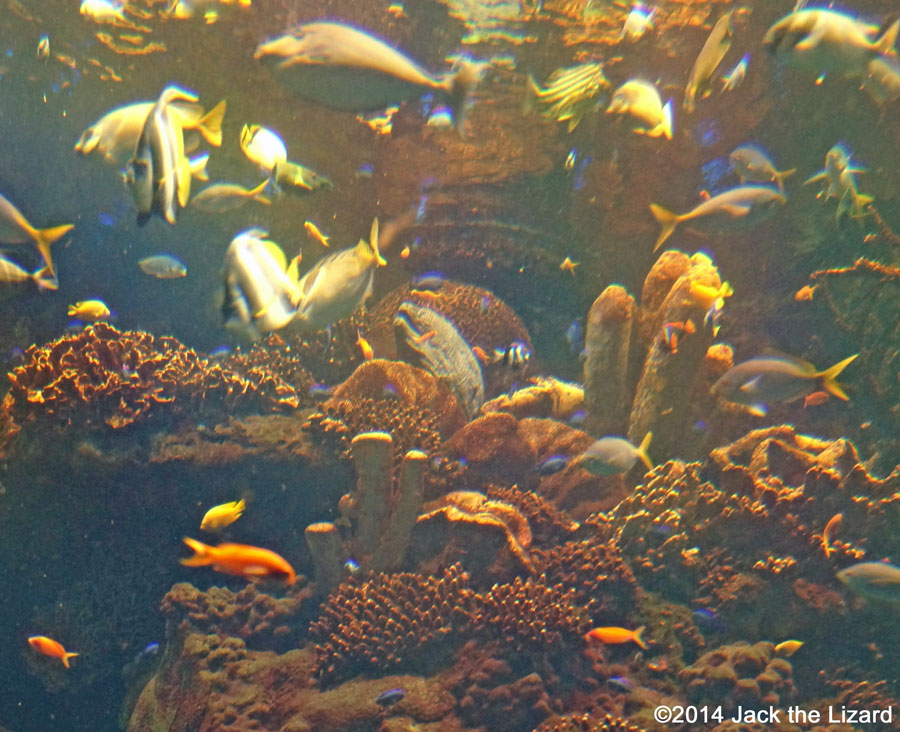 Osaka Aquaarium Kaiyukan, Great Barrier Reef