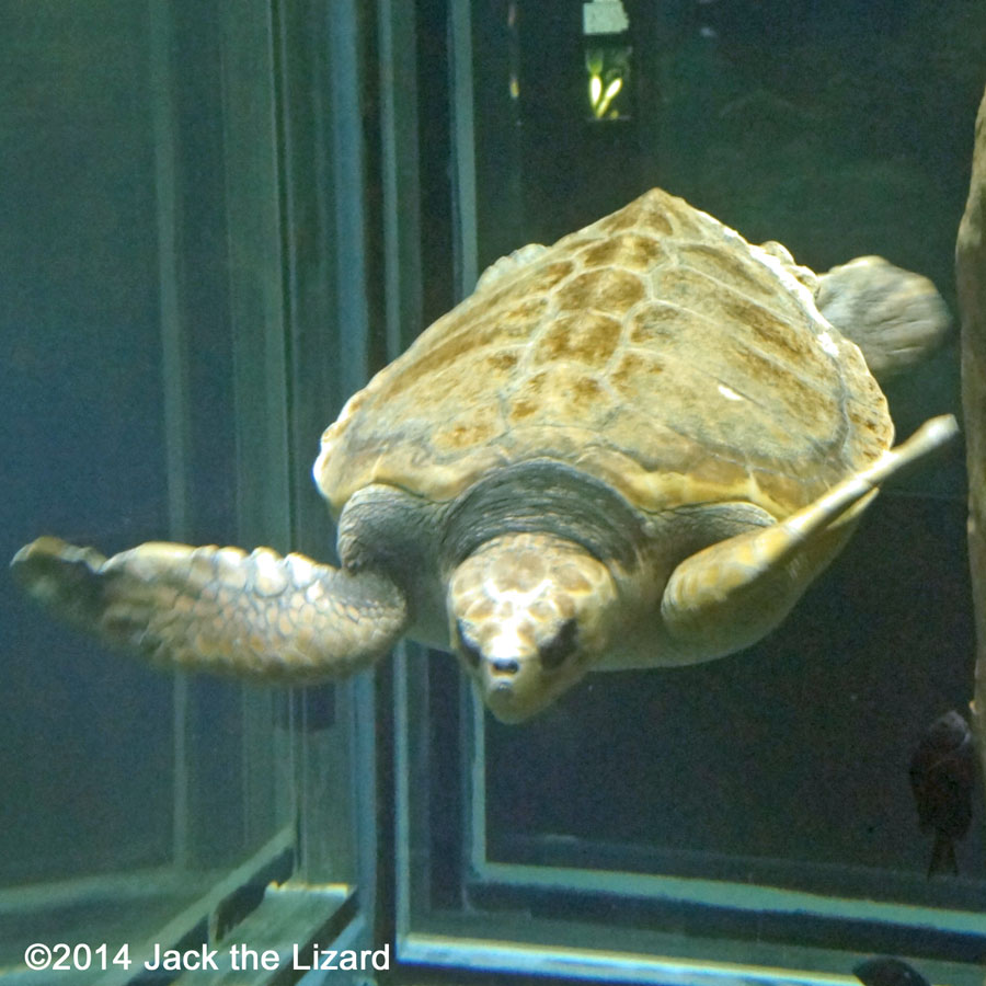 Osaka Aquaarium Kaiyukan, Cook Strait