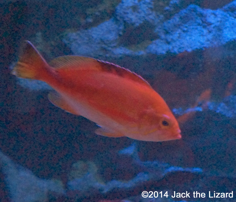 Osaka Aquaarium Kaiyukan, Japan Deep