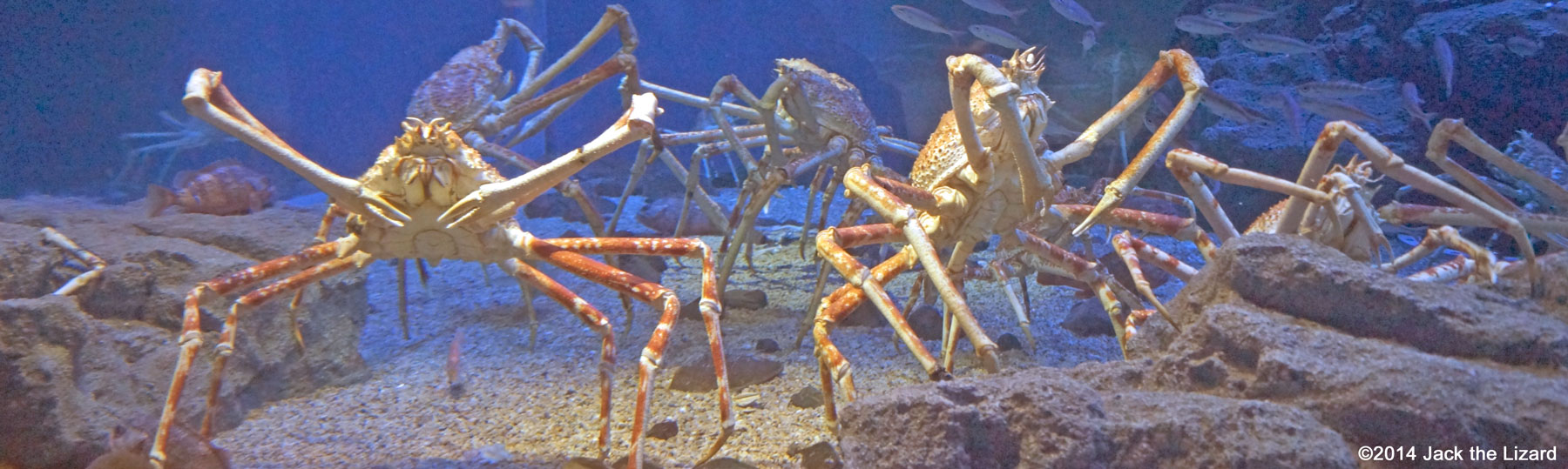 Osaka Aquaarium Kaiyukan, Japan Deep