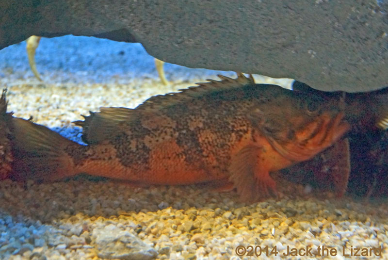 Osaka Aquaarium Kaiyukan, Japan Deep