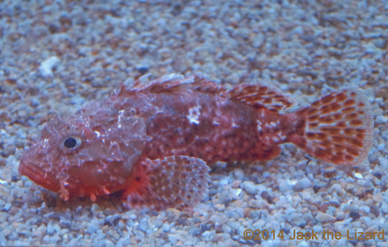 Osaka Aquaarium Kaiyukan, Japan Deep