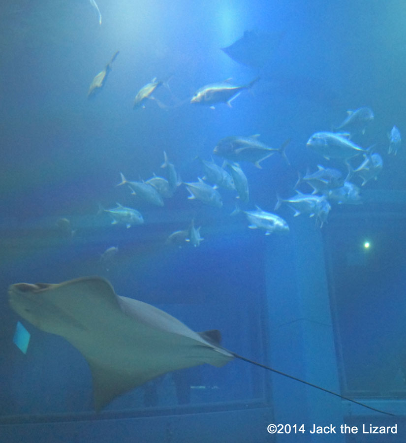 Osaka Aquaarium Kaiyukan, Pacific Ocean