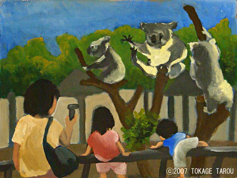 Koala, Kanazawa Zoo