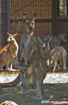 Eastern Gray Kangaroo, Kanazawa Zoo