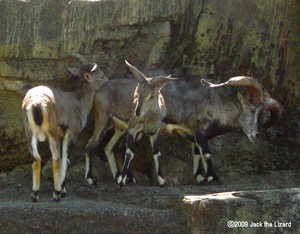 Szechuan Bharal, Kanazawa Zoo