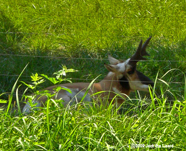 Pronghorn, Kanazawa Zoo