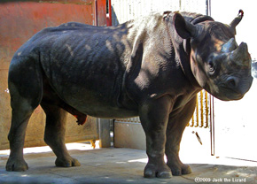 Eastern Black Rhinoceros, Kanazawa Zoo