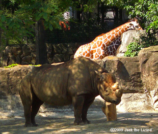 Eastern Black Rhinoceros, Kanazawa Zoo