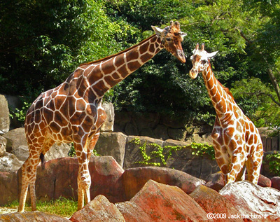 Reticulated Giraffe