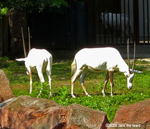 Arabian Oryx, Kanazawa Zoo